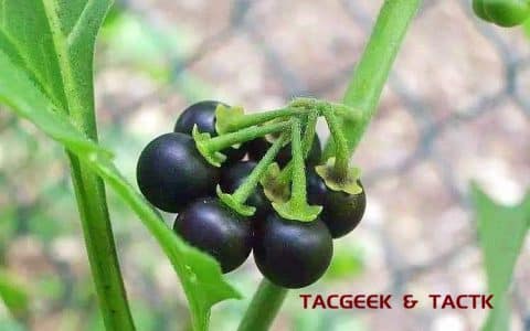 甜茄 龙葵