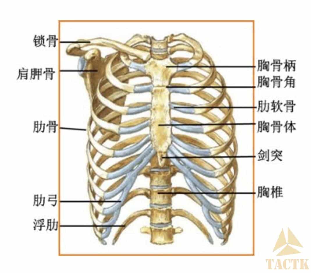 胸骨末端摸到一个硬疙瘩?——【胸骨剑突】 | 战术客,战术极客